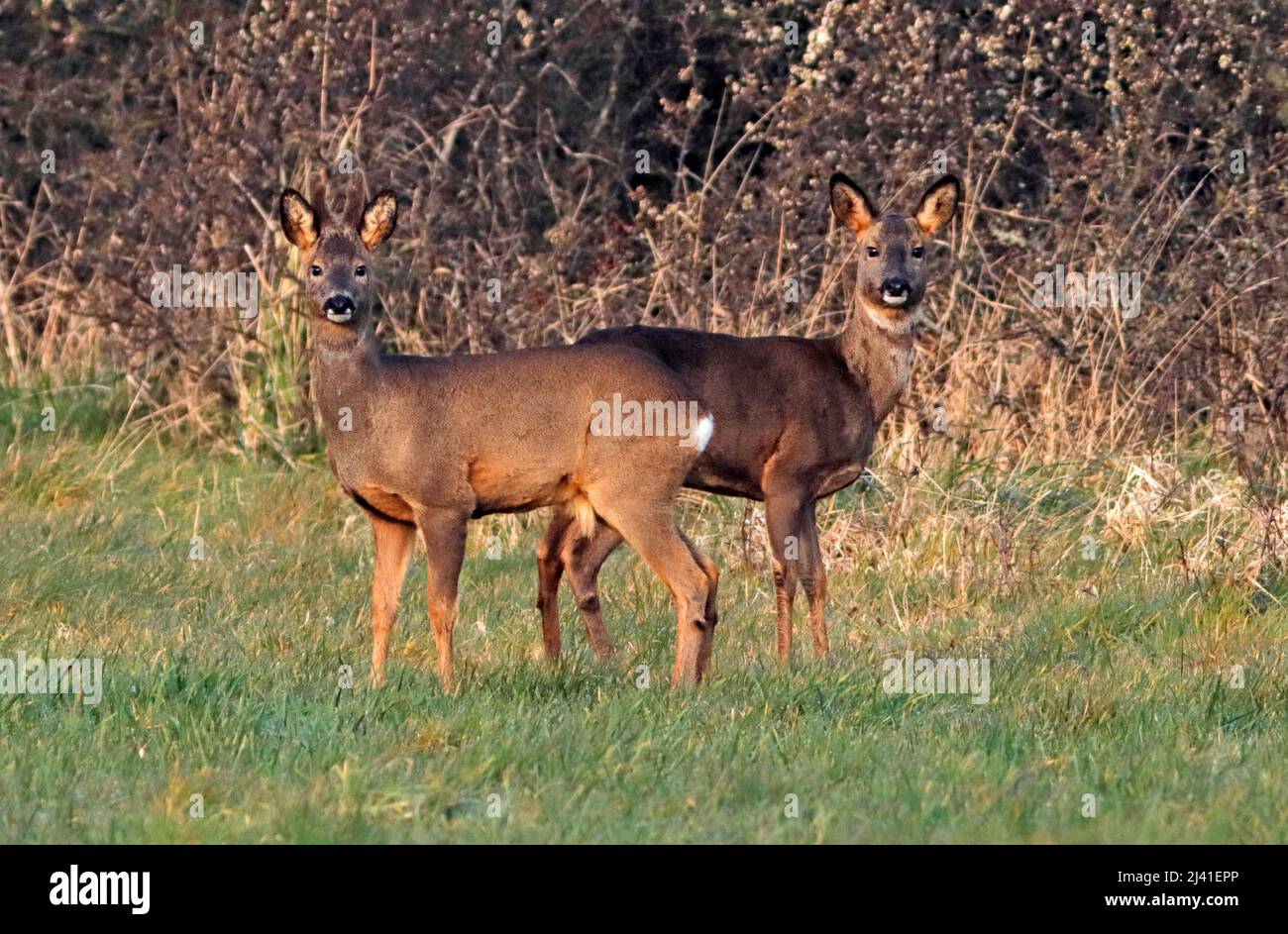 ROE DEER male (buck) and female (doe) foraging together, UK. Stock Photo