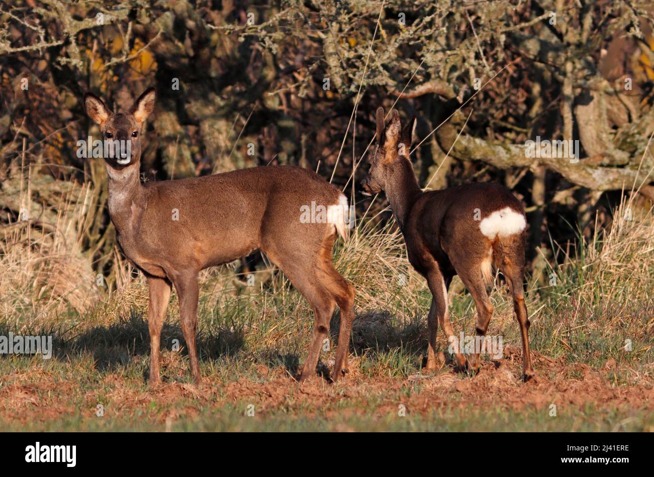 ROE DEER (Capreolus capreolus) female (doe) and male (buck), UK Stock ...