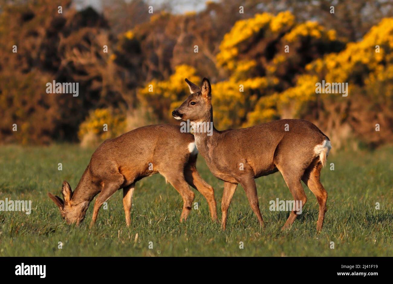 ROE DEER female (doe) and male (buck) foraging together, UK. Stock Photo