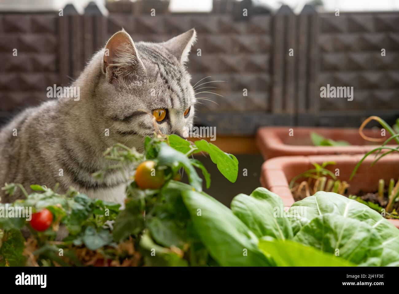 an american cat in front of a planted tomato Stock Photo