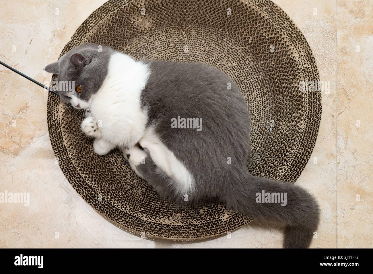 a British short hair cat playing with a feathered rod on a corrugate ...