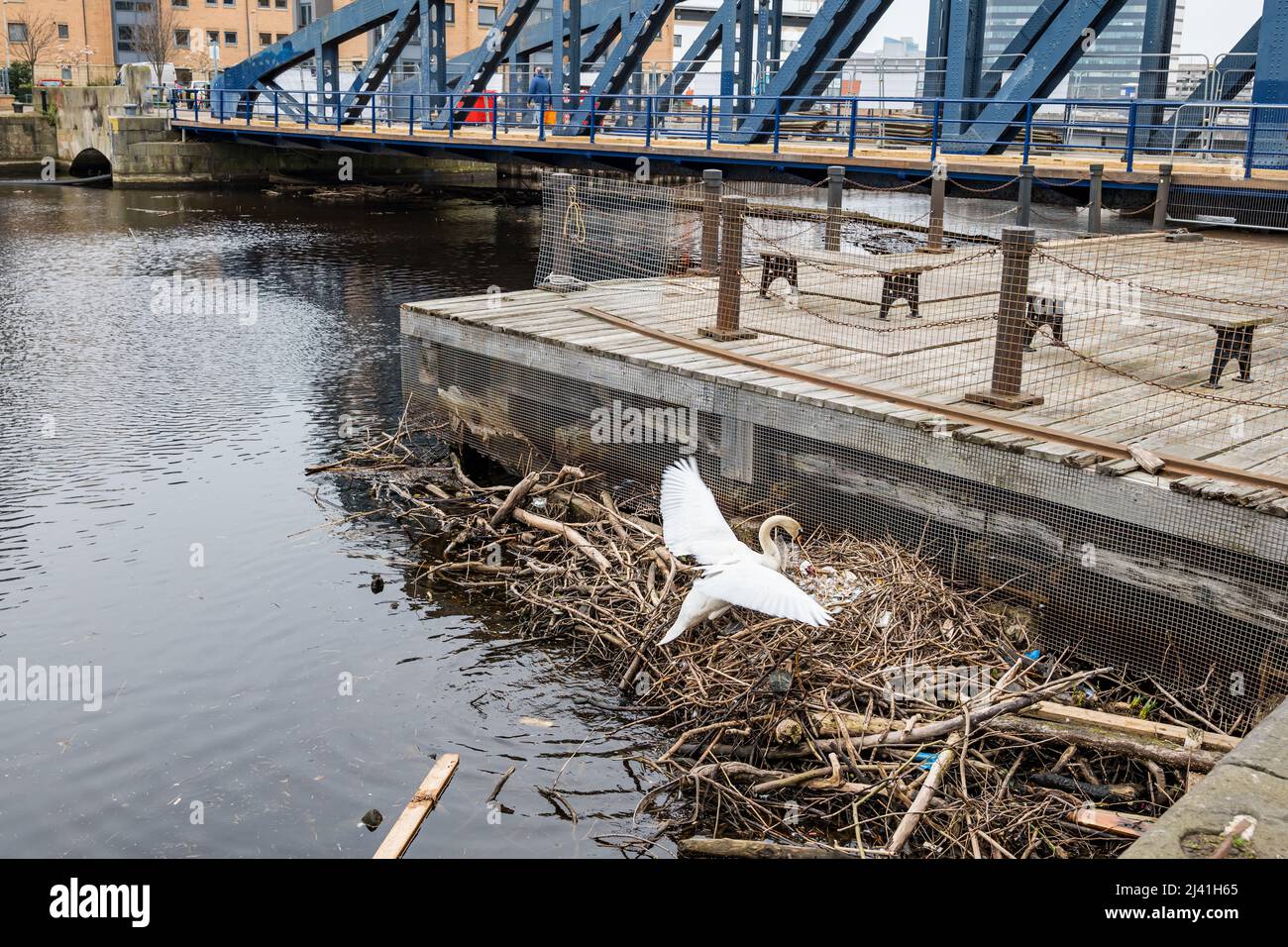 Water of Leith, Edinburgh, Scotland, United Kingdom, 11th April 2022. Swan nest in debris: a mute swan has built a nest out of the debris and rubbish that collects at the mouth of the river next to the old cast iron swing bridge, Victoria Bridge on The Shore in Leith Stock Photo