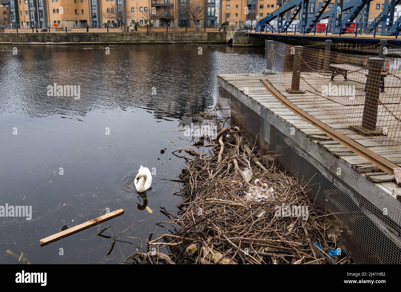 Water of Leith, Edinburgh, Scotland, United Kingdom, 11th April 2022. Swan nest in debris: a mute swan has built a nest out of the debris and rubbish that collects at the mouth of the river next to the old cast iron swing bridge, Victoria Bridge on The Shore in Leith Stock Photo