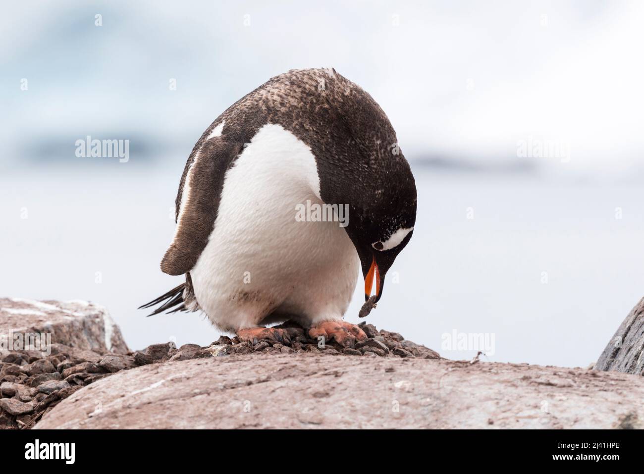 Gentoo penguin building stone nest. Damoy Point,  Wiencke Island, Antarctica Stock Photo