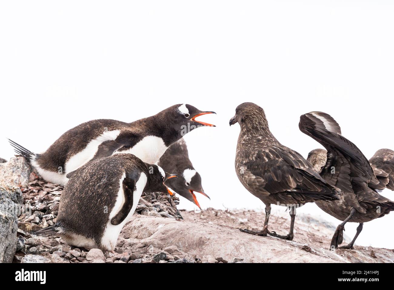Gentoo penguins attempting to scare off brown skuas (Antarctic skuas. Stercorarius antarcticus) who prey on their chicks. Damoy Point,  Wiencke Island Stock Photo