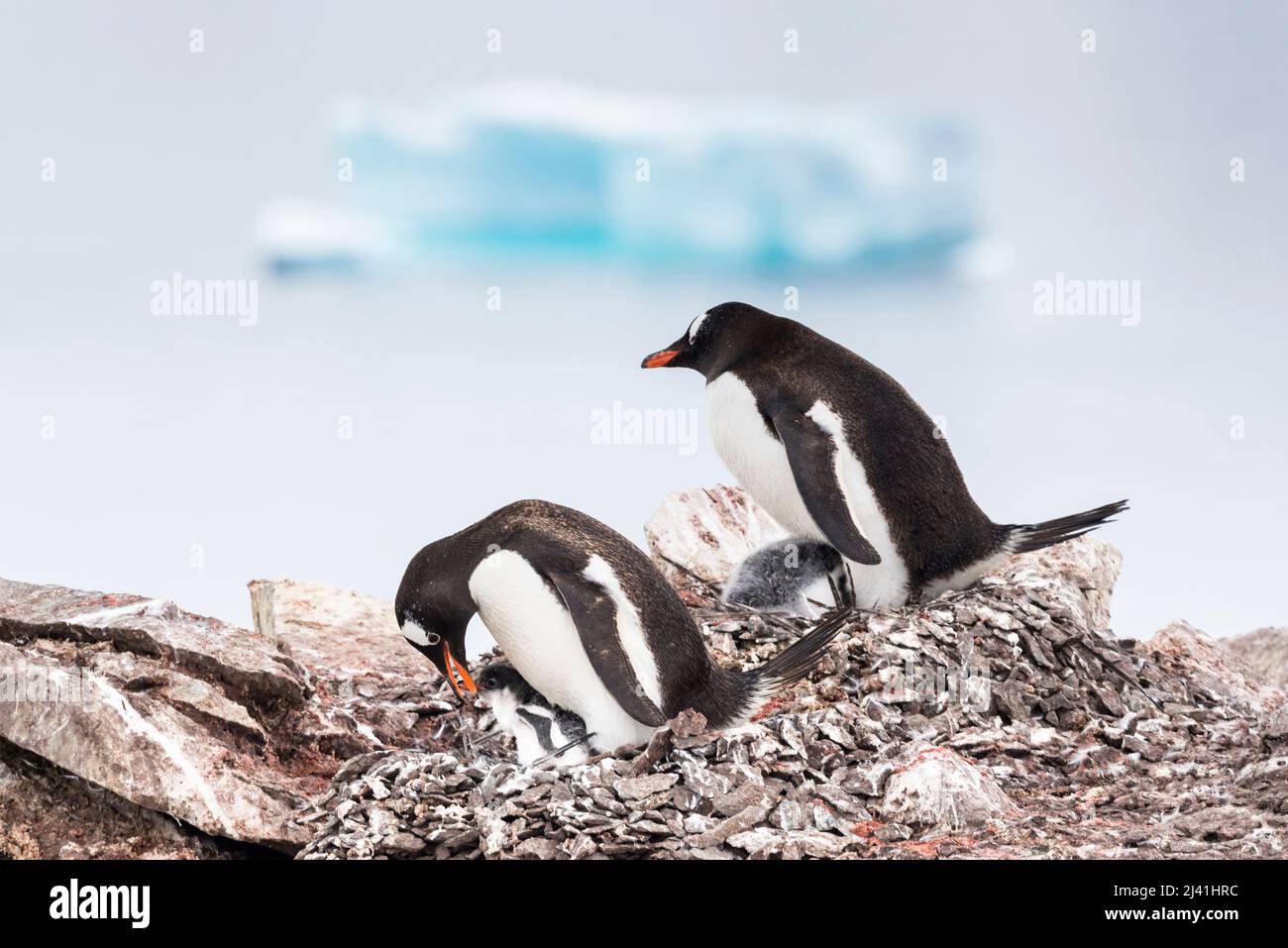 Gentoo penguins (Pygoscelis papua) with one parent feeding a chick. Chicks not expected to survive as born too late in season. Late summer, Antarctica Stock Photo