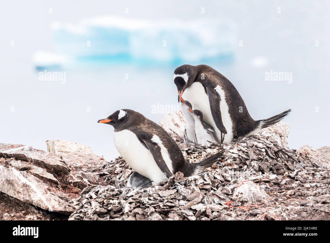 Gentoo penguins chicks (Pygoscelis papua) looking to be fed. Chicks not expected to survive as born too late in season. Late summer, Antarctica Stock Photo