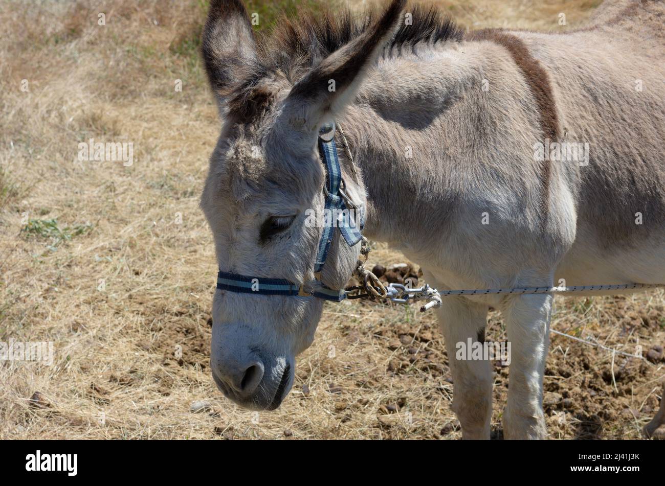 Sad domestic donkey on a leash close-up (Rhodes, Greece) Stock Photo