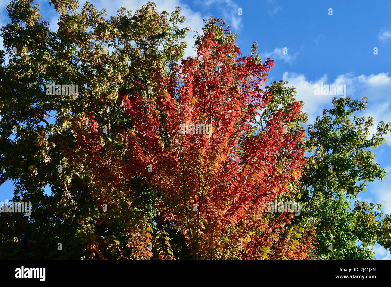 Against a brilliant blue sky hi-res stock photography and images - Alamy