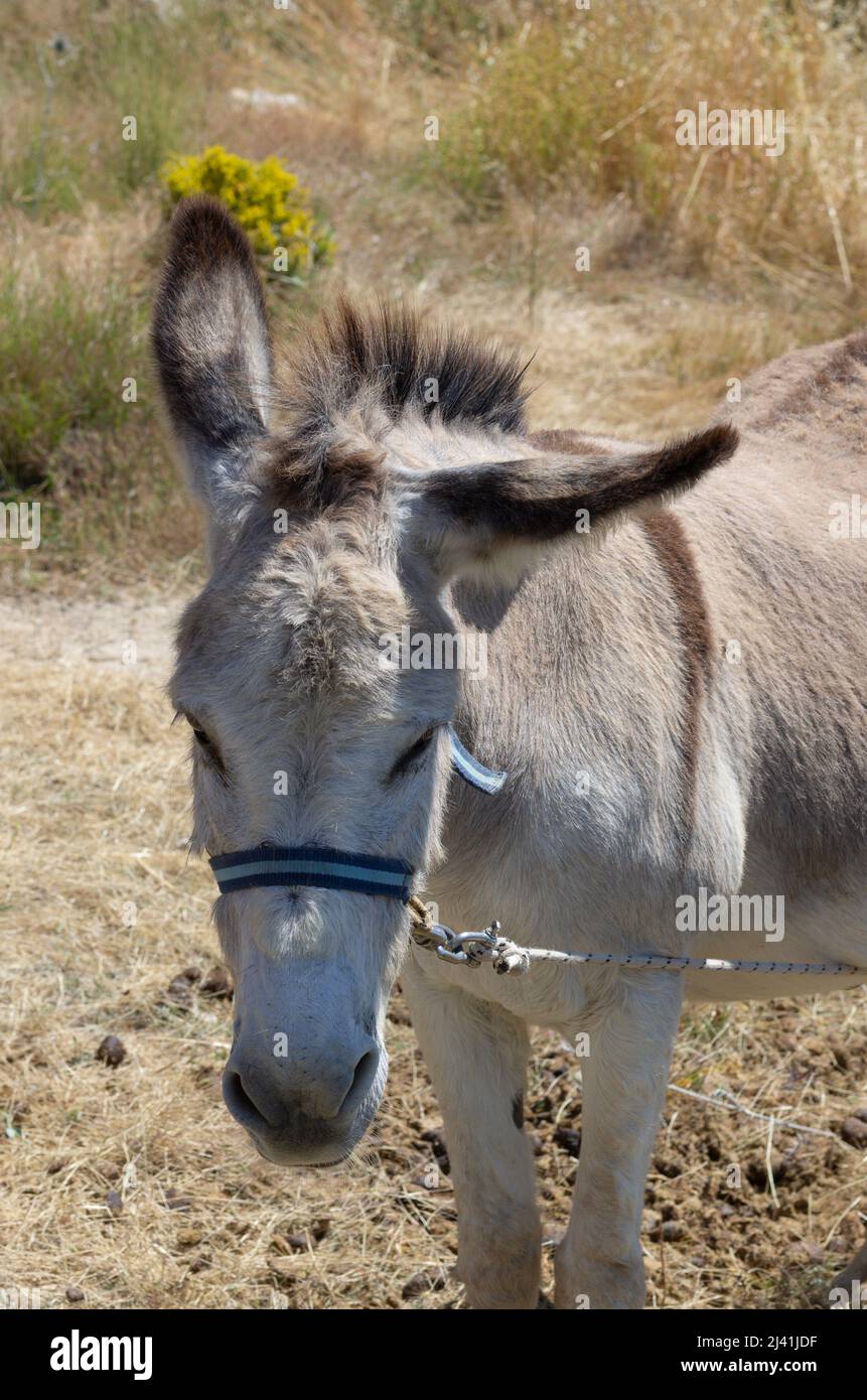 Domestic donkey with funny ears in different directions close up(Rhodes, Greece) Stock Photo