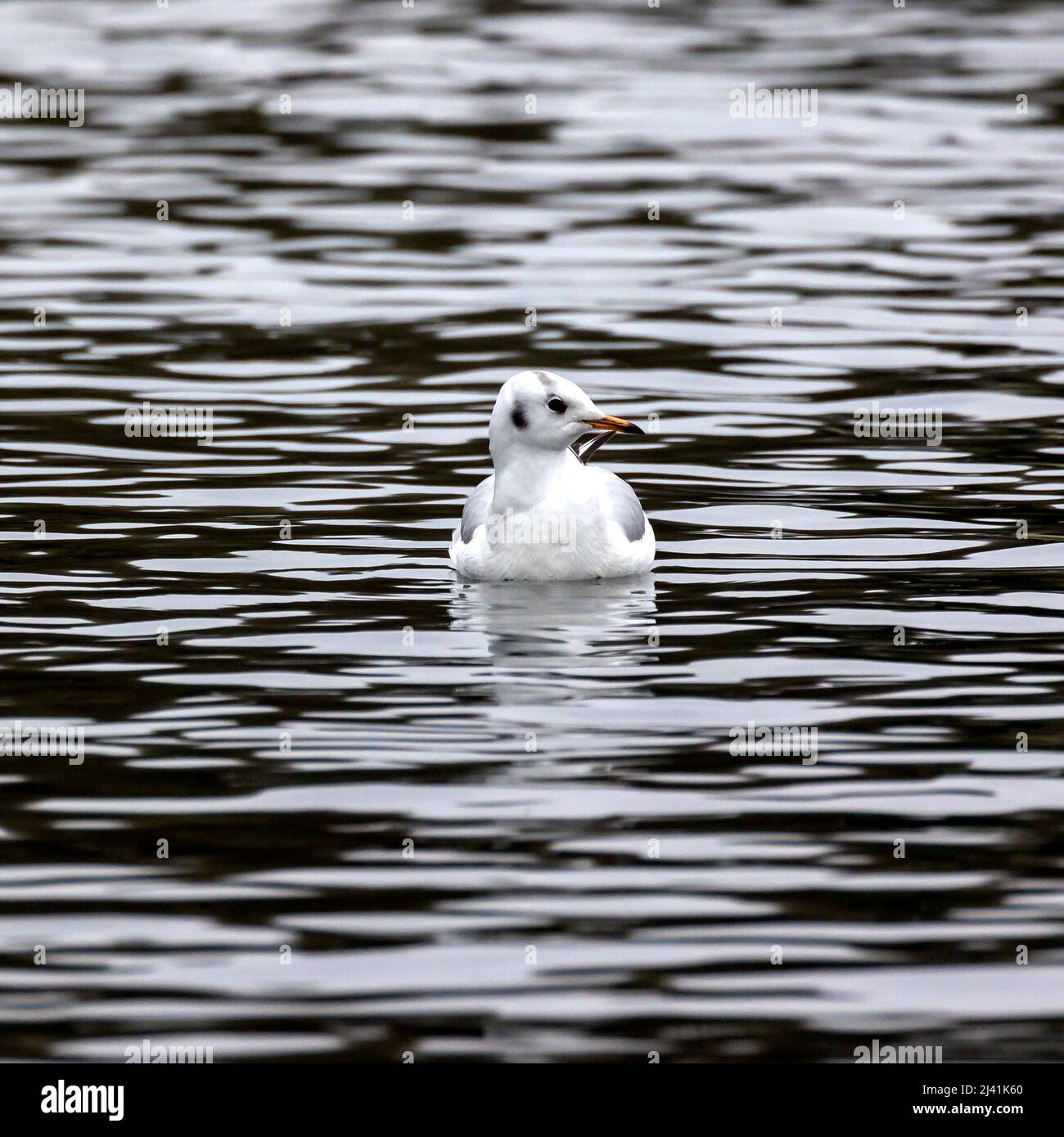 Black Headed or European  gull on the Helston boating lake, Cornwall Stock Photo