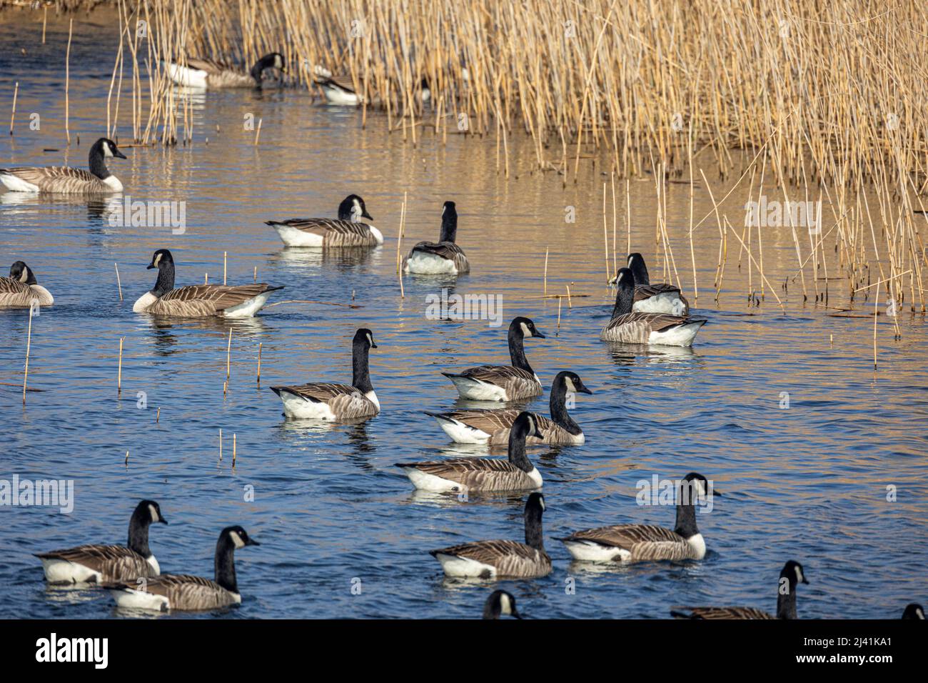 Migratory Canada Geese, RSPB Wildlife sanctuary, Marazion, Penzance, Cornwall Stock Photo