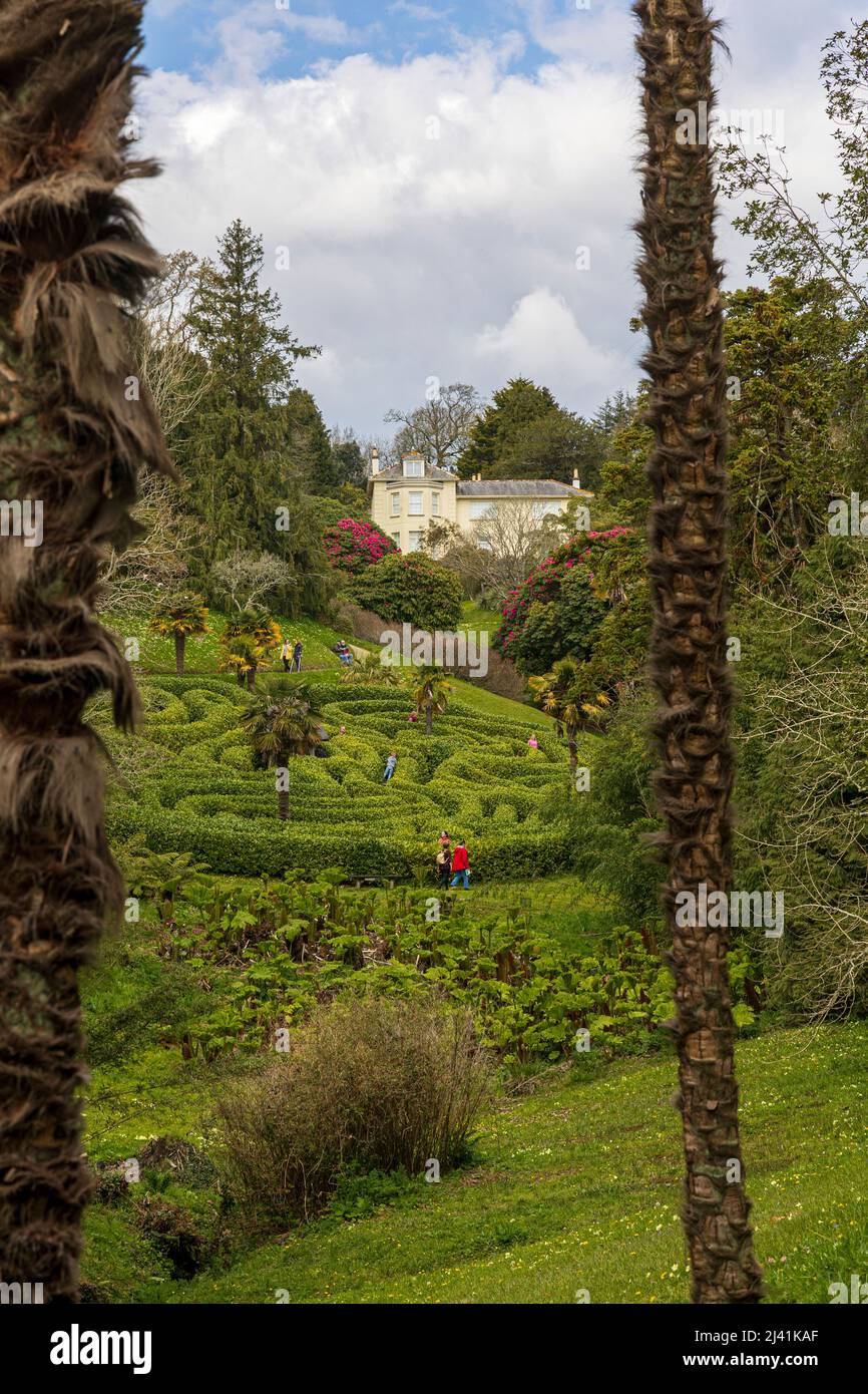 Gunnera,maze,flower,grass,garden,Glen Durgan,spring,Cornwall,National Trust Stock Photo