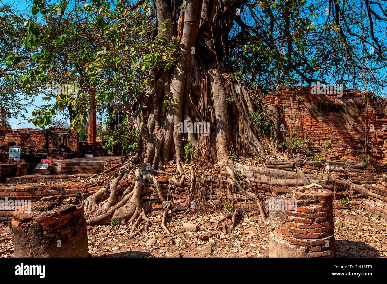 View from the back of the tree with the Buddha Face in Thailand. Stock Photo
