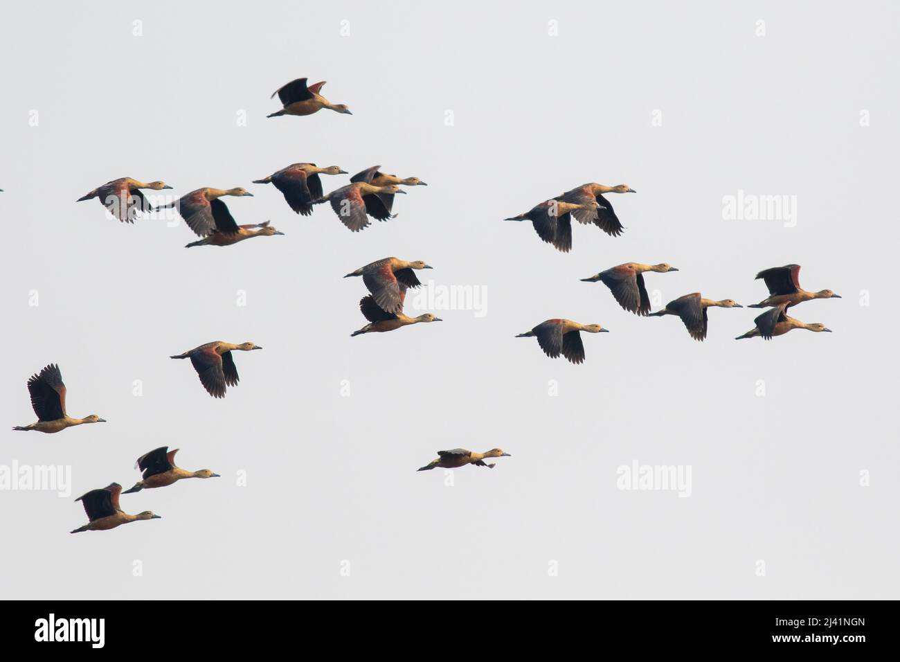 Image of flock lesser whistling duck (Dendrocygna javanica) flying in the sky. Bird. Animals. Stock Photo