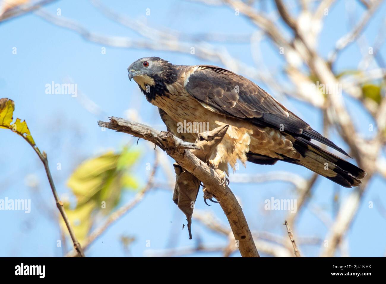 Image of oriental honey buzzard bird on a tree branch on nature background. Hawk. Animals. Stock Photo