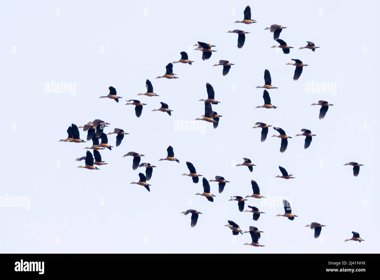 Image of flock lesser whistling duck (Dendrocygna javanica) flying in the sky. Bird. Animals. Stock Photo