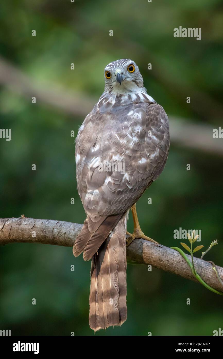 Image of Shikra Bird ( Accipiter badius) on a tree branch on nature background. Animals. Stock Photo