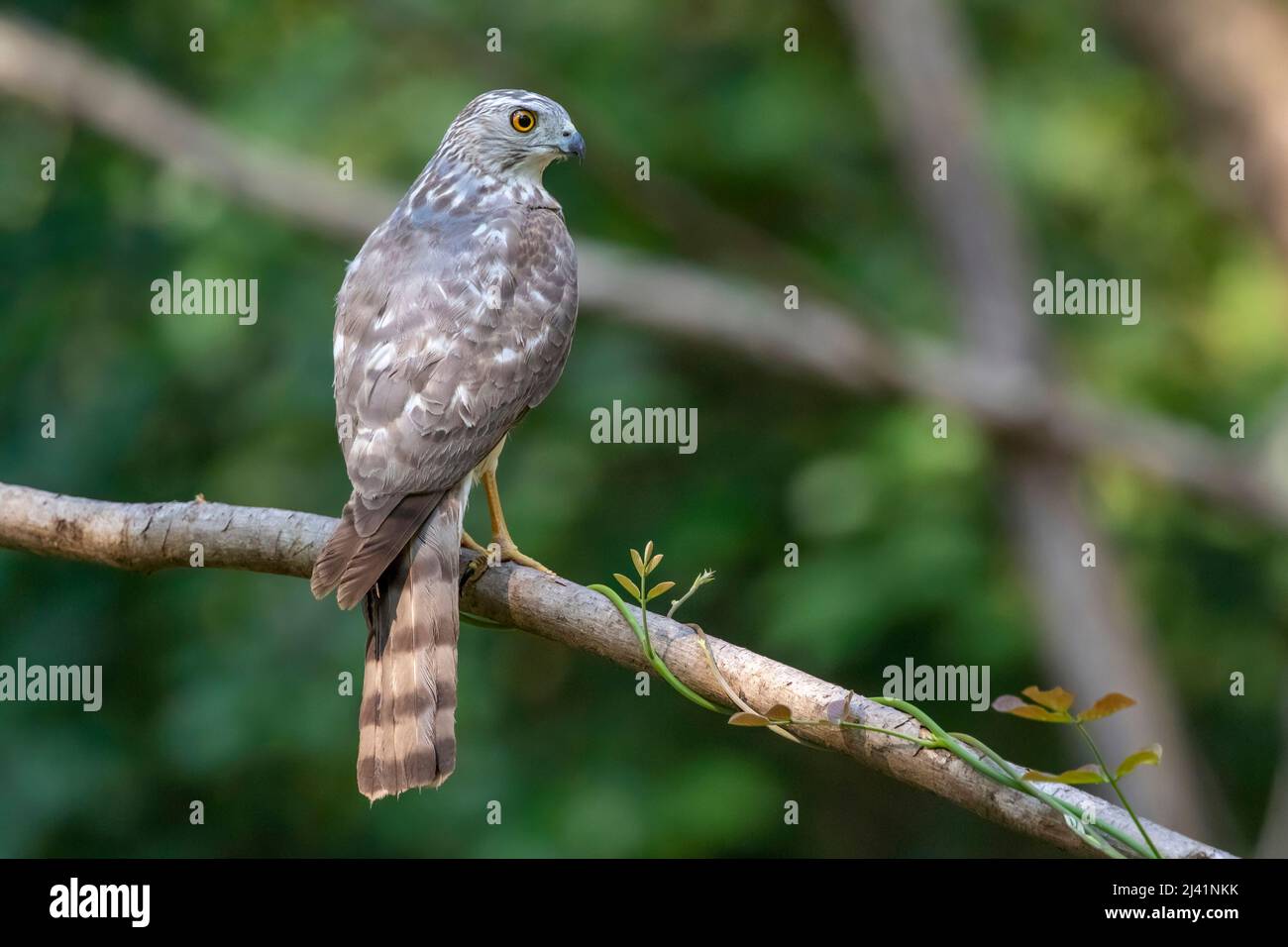 Image of Shikra Bird ( Accipiter badius) on a tree branch on nature background. Animals. Stock Photo