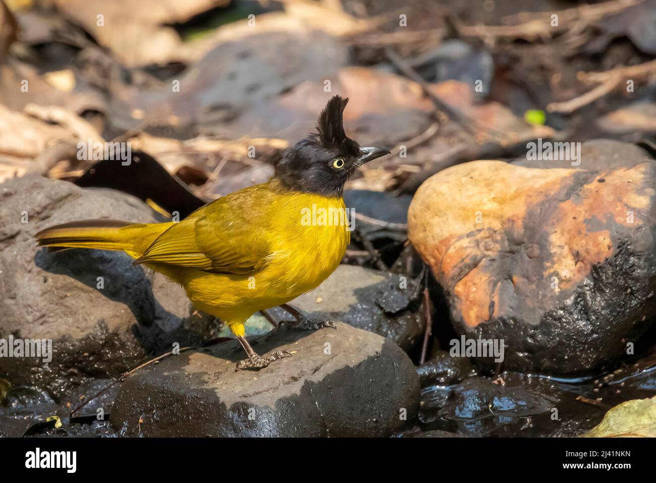 Image of Black crested Bulbul bird standing on a rock on nature