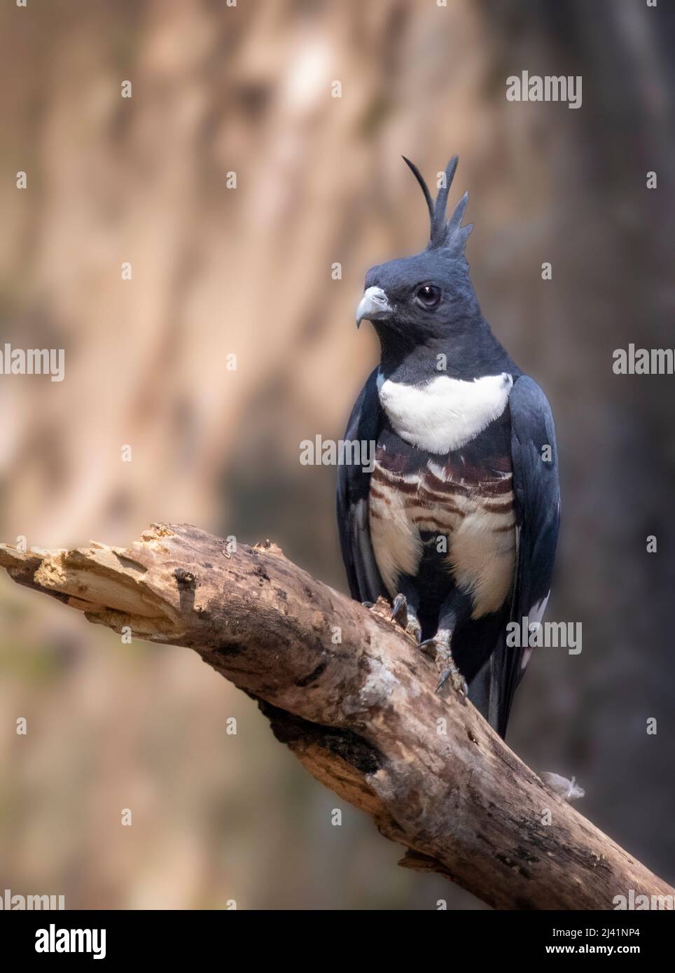 Image of black baza bird (Aviceda leuphotes) on a tree branch on nature background. Animals. Stock Photo