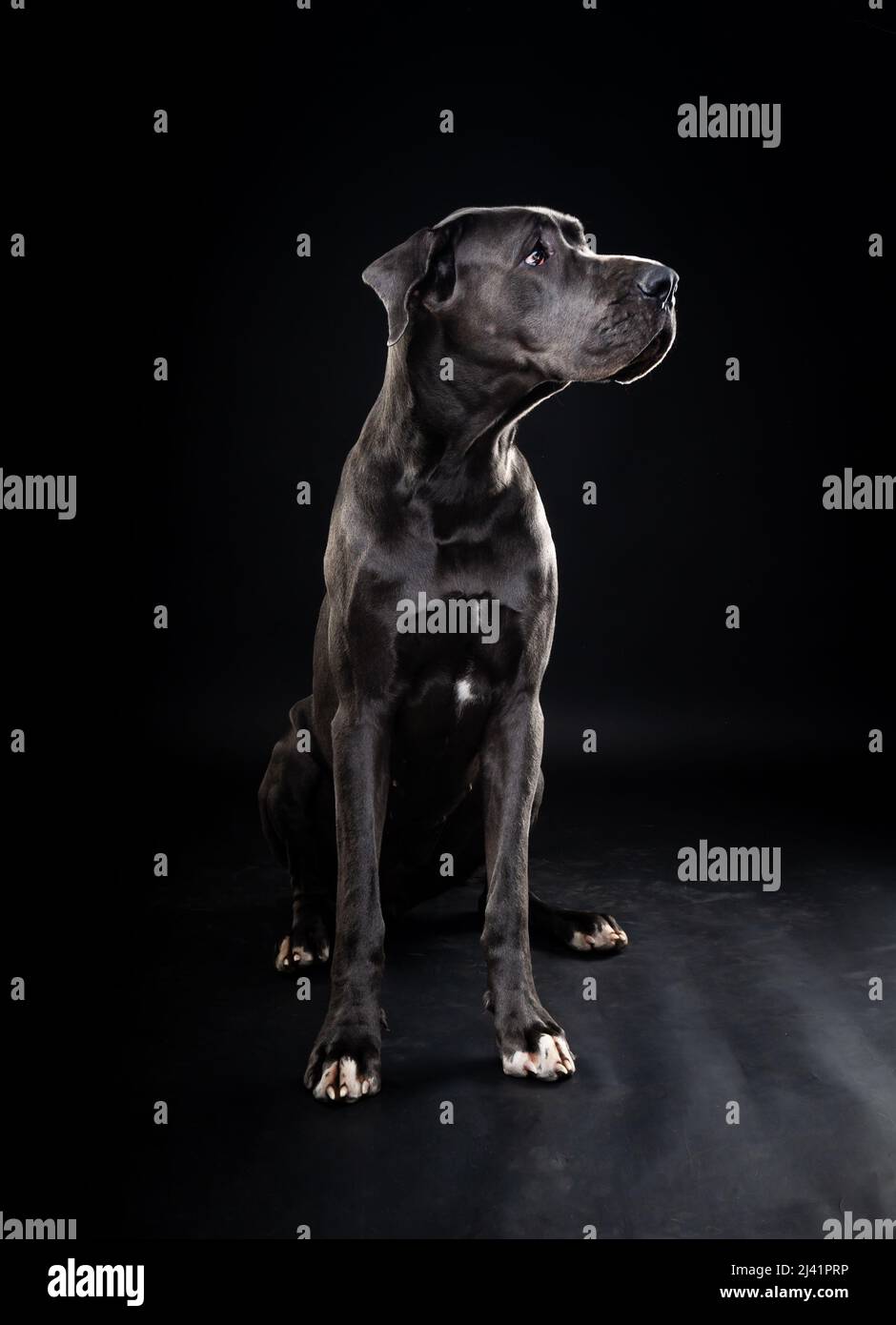 Portrait of a Great Dane dog, on an isolated black background. Shot in ...