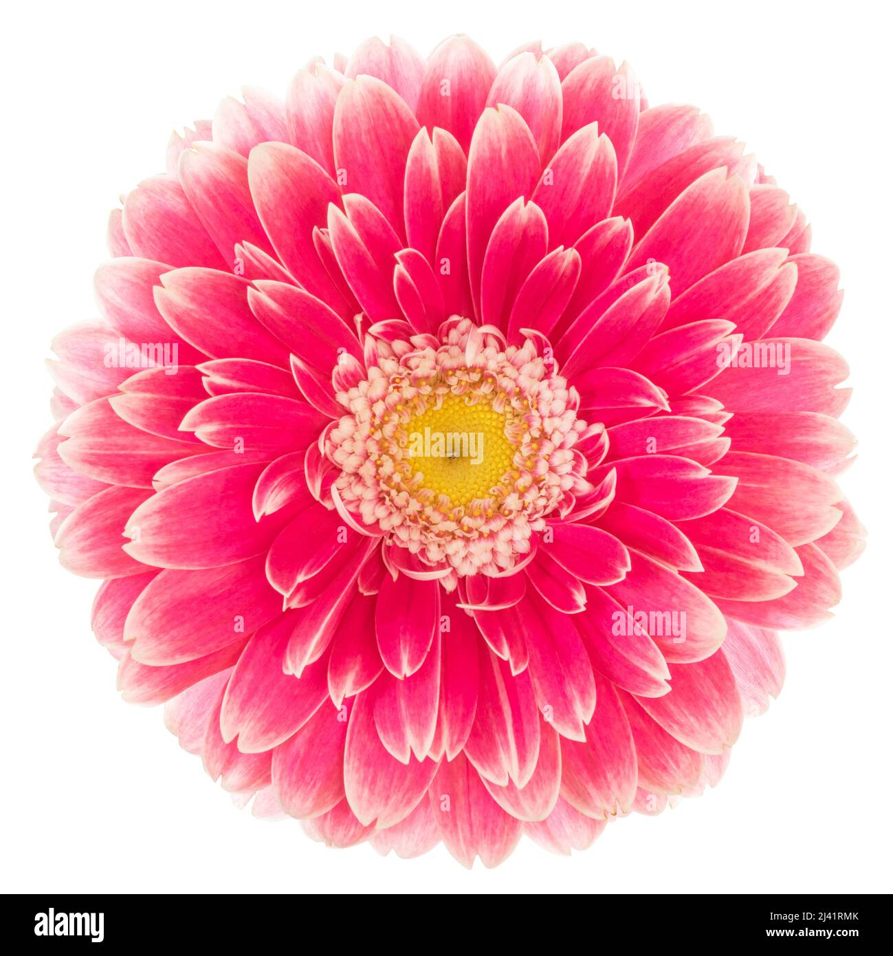 Wonderful red Gerbera (Daisy) isolated on white background, including clipping path. Germany Stock Photo