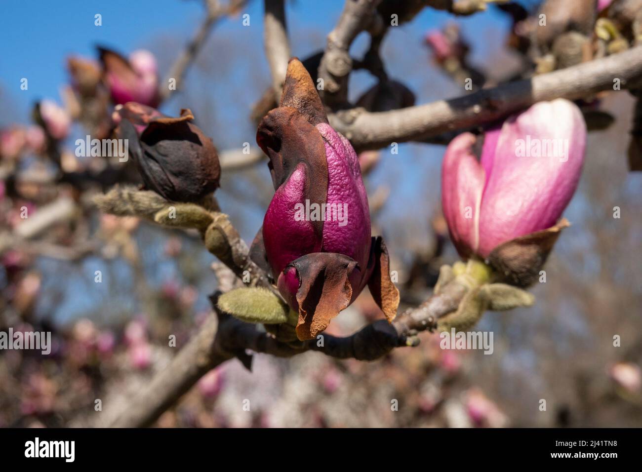 A cold snap in New York City damaged blossoming trees, March 2022, United States Stock Photo