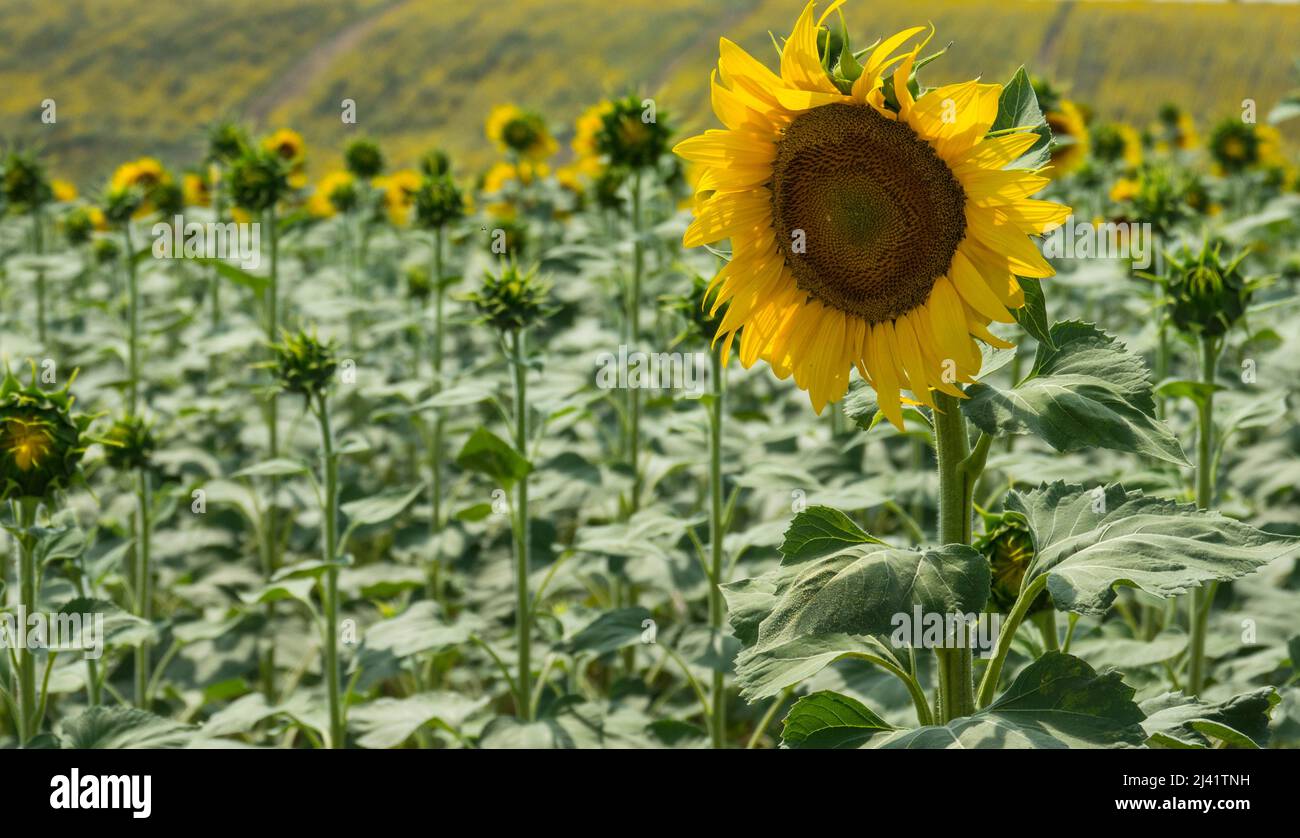Sunflower blossom close up. The Ukraine conflict creates an emergency