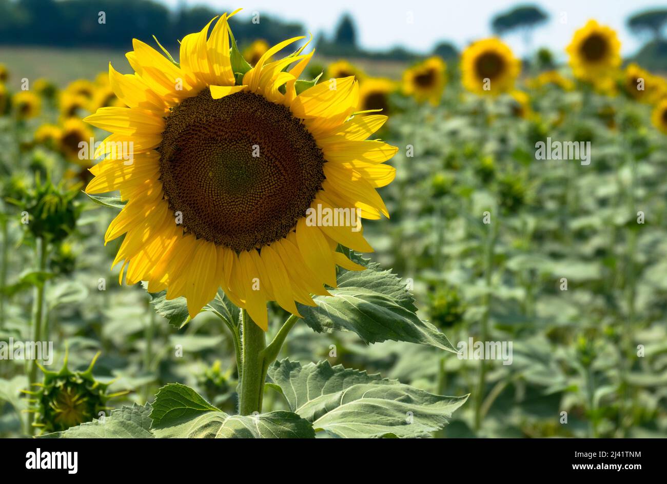 Sunflower blossom close up. The Ukraine conflict creates an emergency