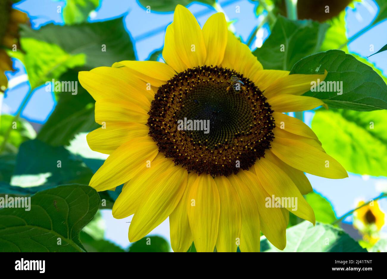 Sunflower blossom close up. The Ukraine conflict creates an emergency