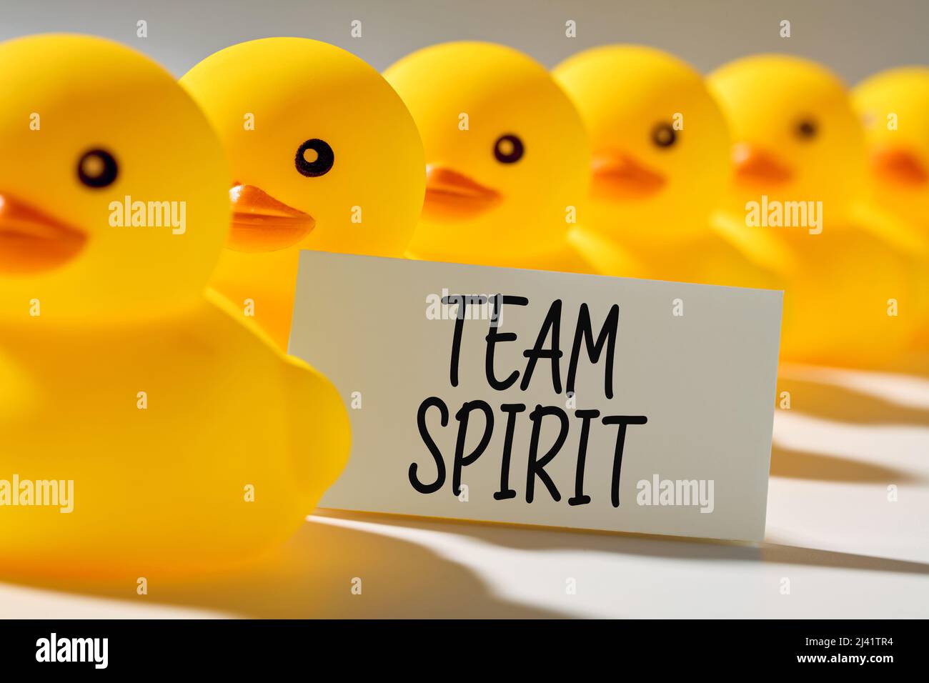 Teamwork, cooperation or collaboration in business concept. Rubber ducks in a row carry a signboard with the word team spirit. Stock Photo