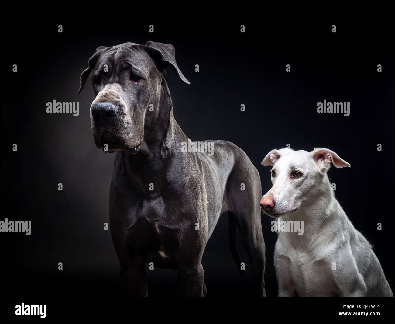 Portrait of a Great Dane and a white dog on an isolated black background. Shot in the studio in a dark key. Stock Photo