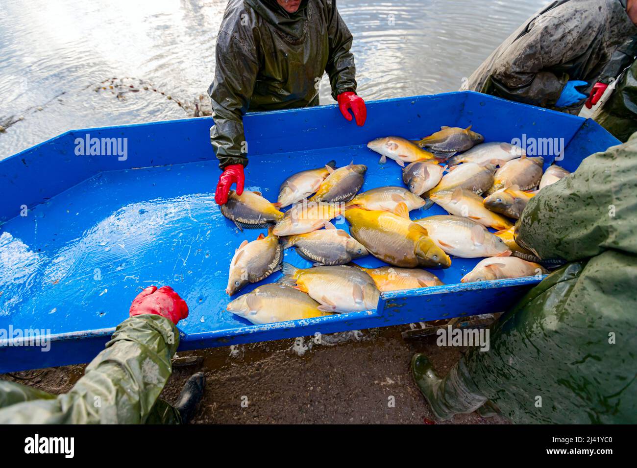 Team of workers, fishers in resistant suit at classification table are ...
