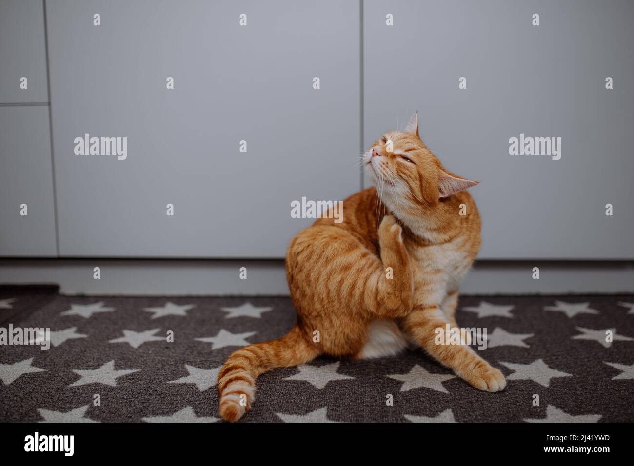 Ginger cat scratching herself with leg indoors. Stock Photo
