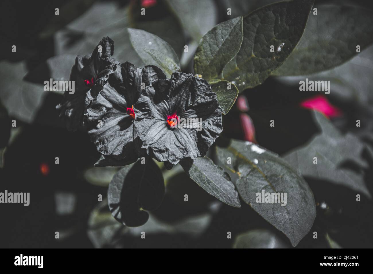 Fine art image of a flower image for background use Stock Photo - Alamy