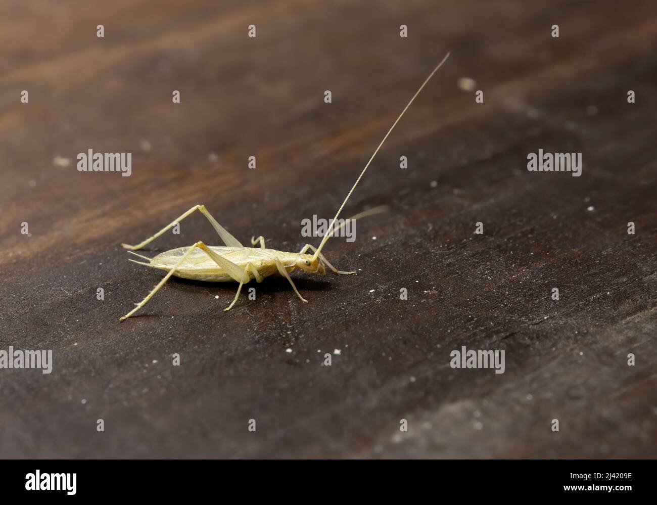 Focus selective on isolated specimen, male of Oecanthus pellucens, common name is Italian tree cricket, wood background Stock Photo