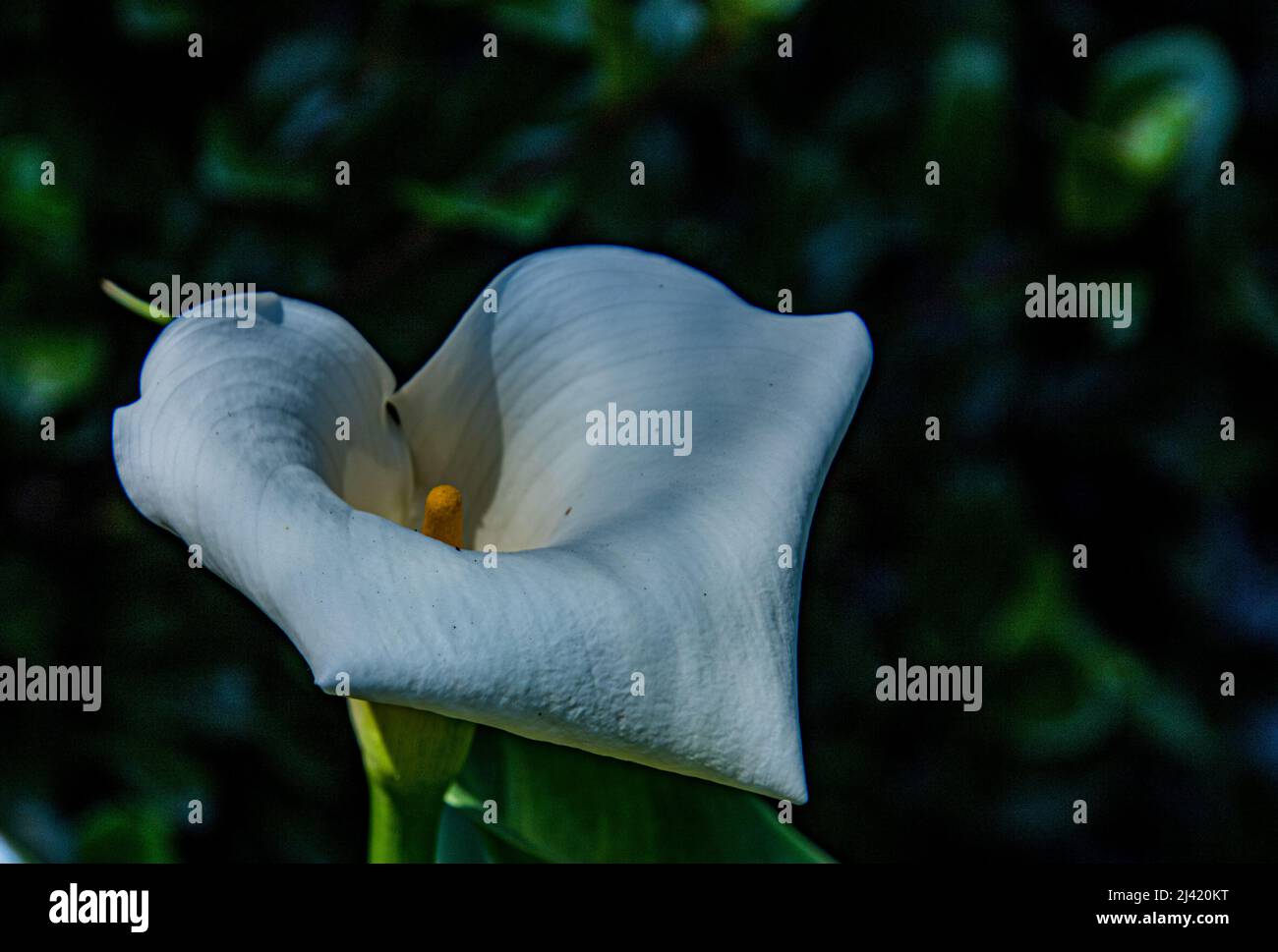 Fine art image of a flower image for background use Stock Photo - Alamy