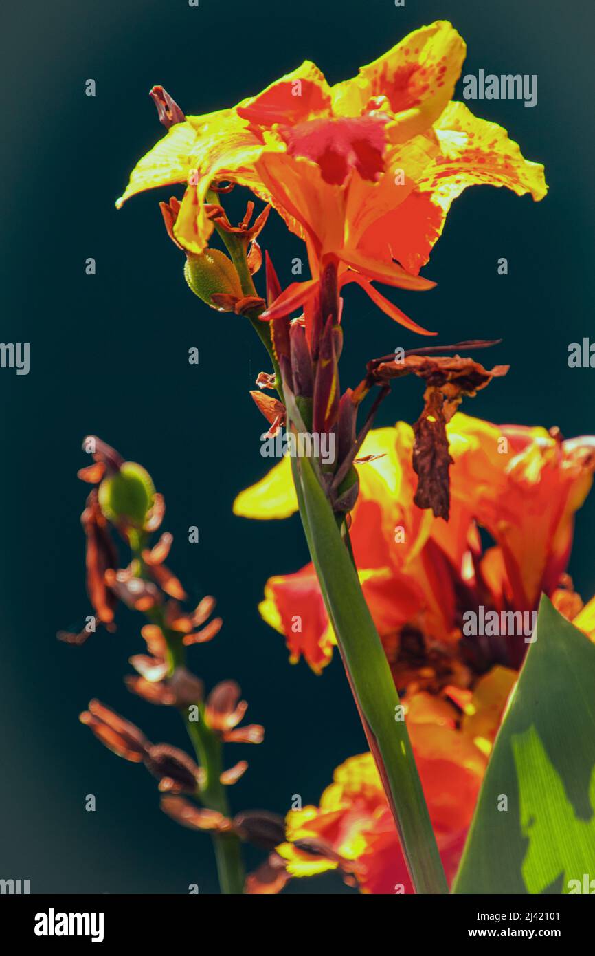 Fine art image of a flower image for background use Stock Photo - Alamy