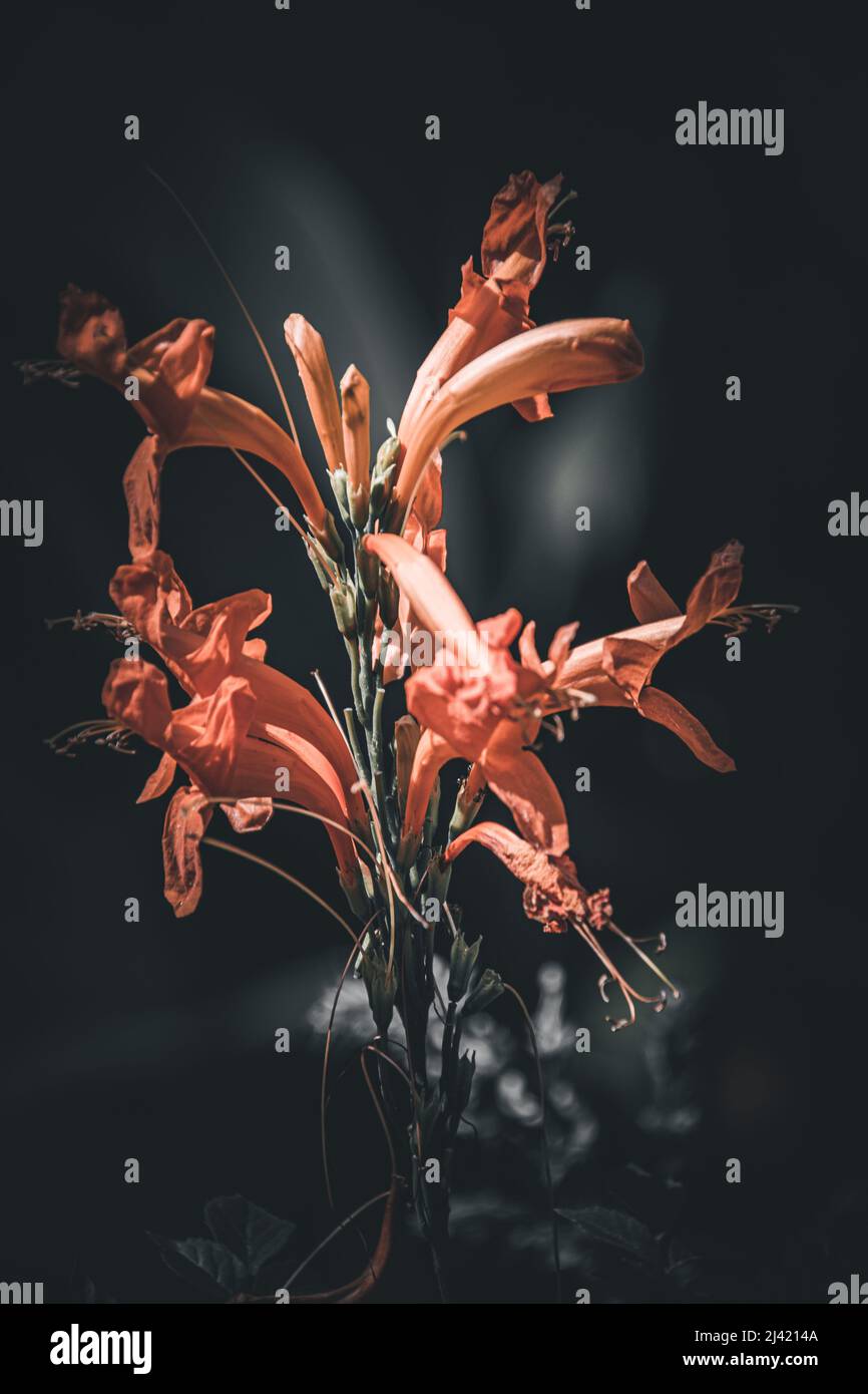 Fine art image of a flower image for background use Stock Photo - Alamy