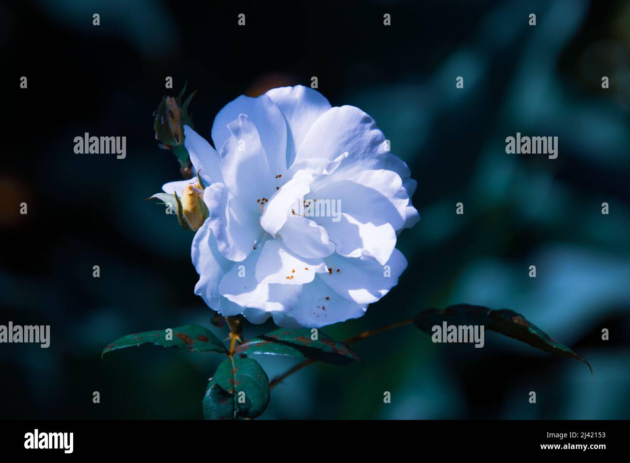 Fine art image of a flower image for background use Stock Photo - Alamy