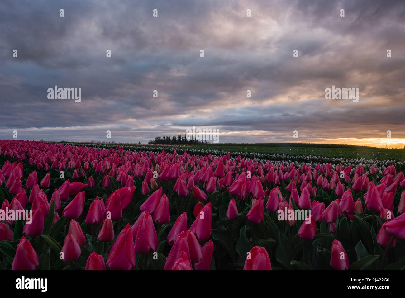 Sunrise over field of flowers hi-res stock photography and images - Alamy