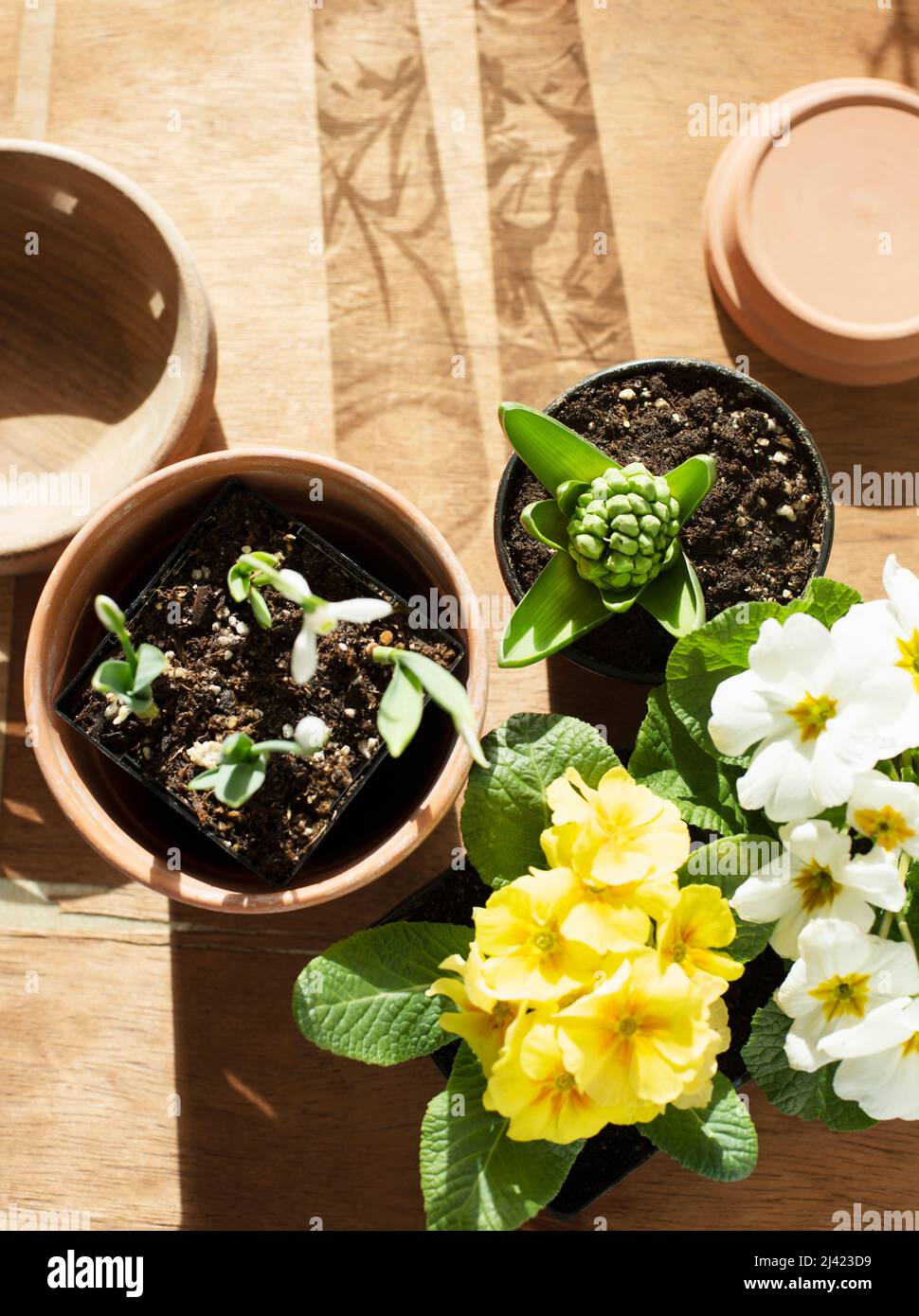 Flowers mix in spring Stock Photo - Alamy