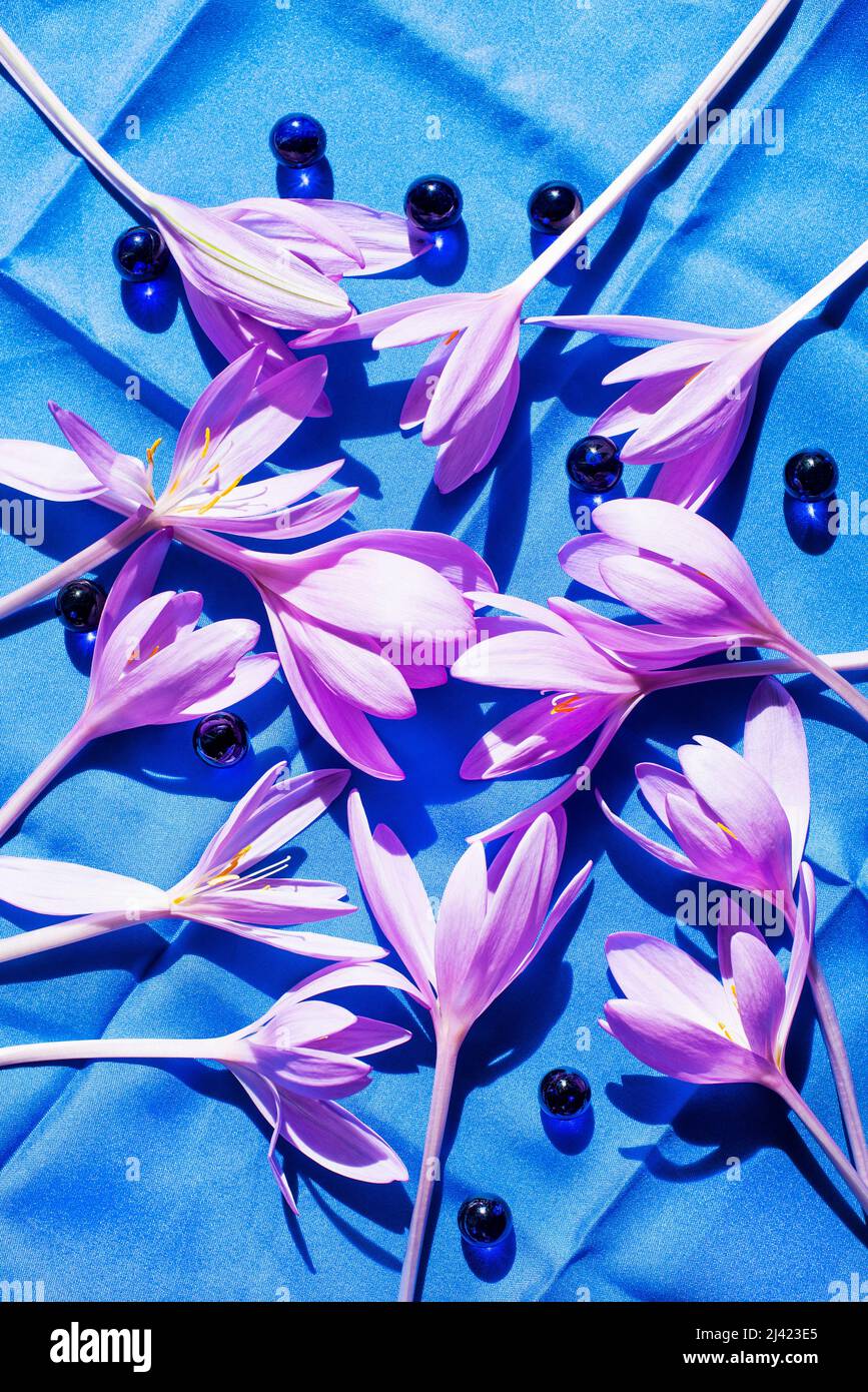 Spring purple crocuses on blue tablecloth Stock Photo