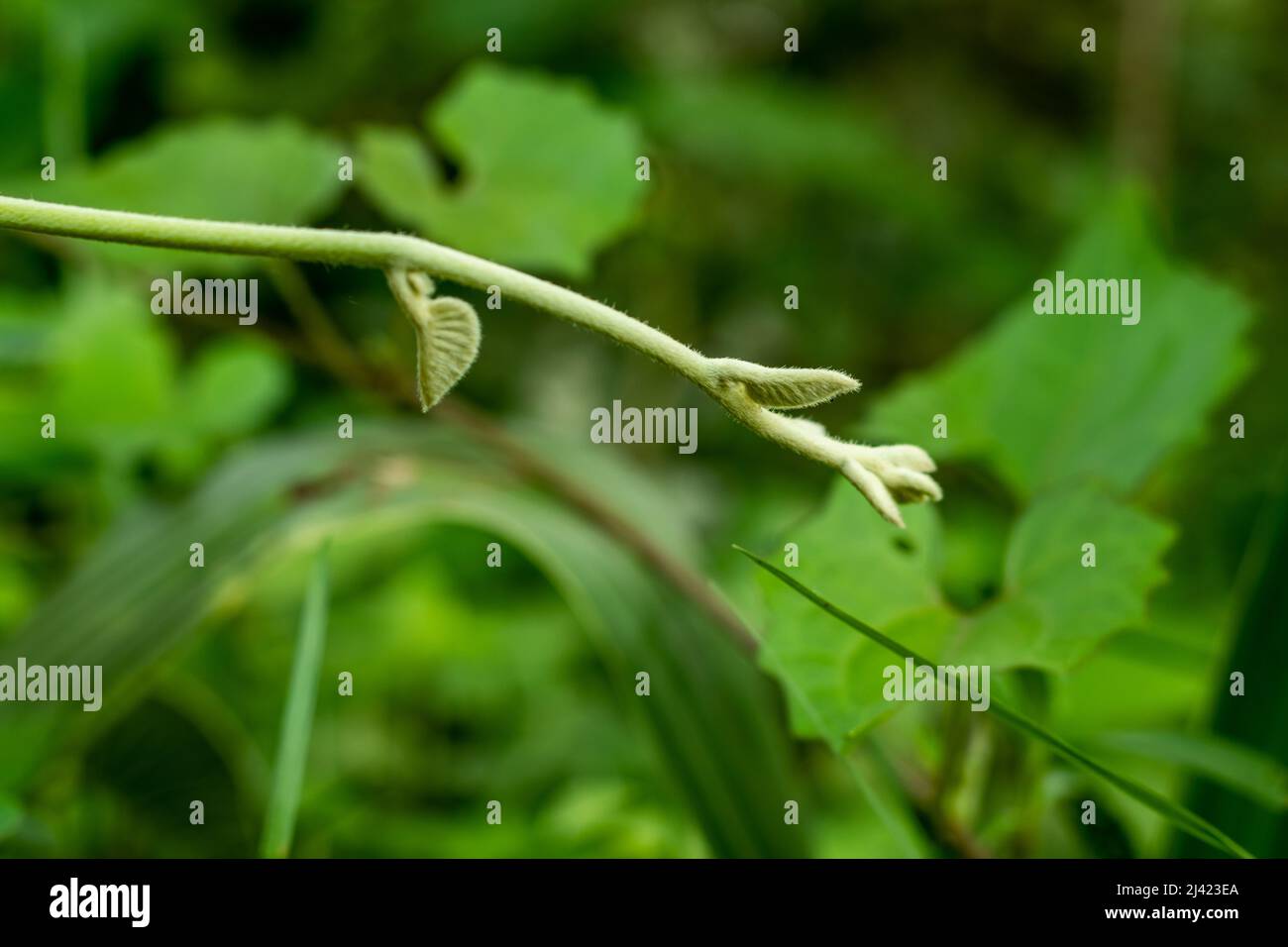 The young tip of a wild species of creeper grows in the grass inside