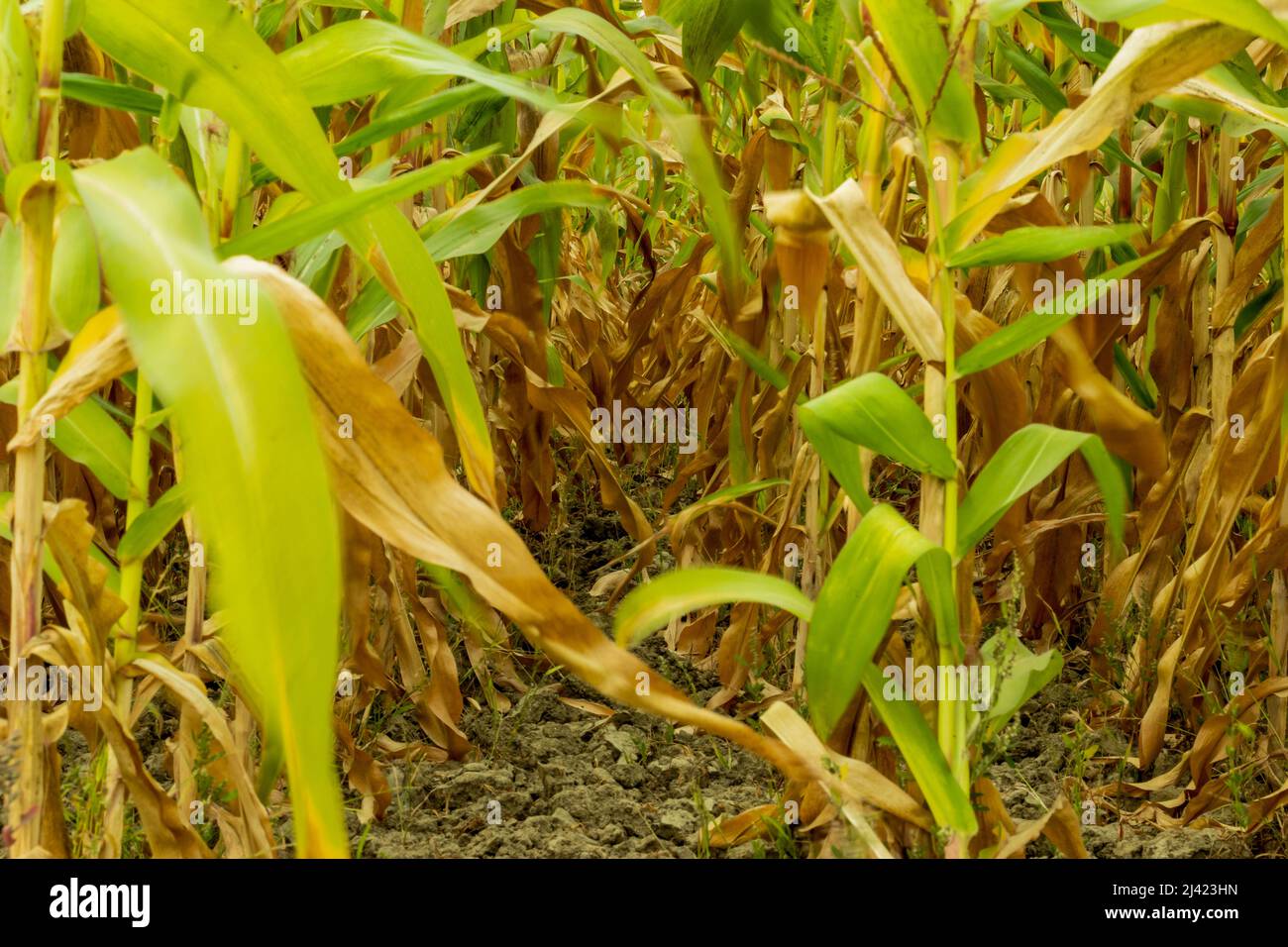 A long, frost-free growing season is necessary for growing corn. Harvest corn in your home garden. Maize tree row At harvest, maize yield data were ta Stock Photo