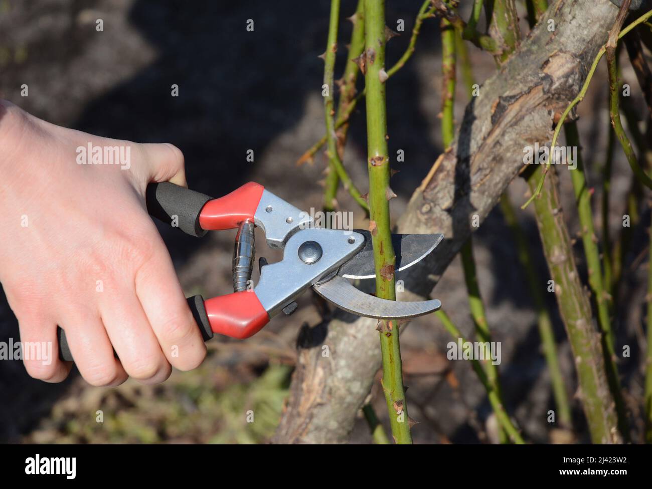 Pruning roses in spring. A gardener is removing old rose stems with pruning  shears Stock Photo - Alamy