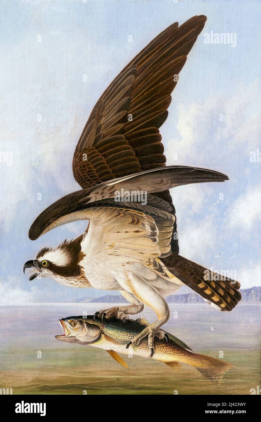 John James Audubon, painting in oil on canvas, Osprey and Weakfish, 1829 Stock Photo