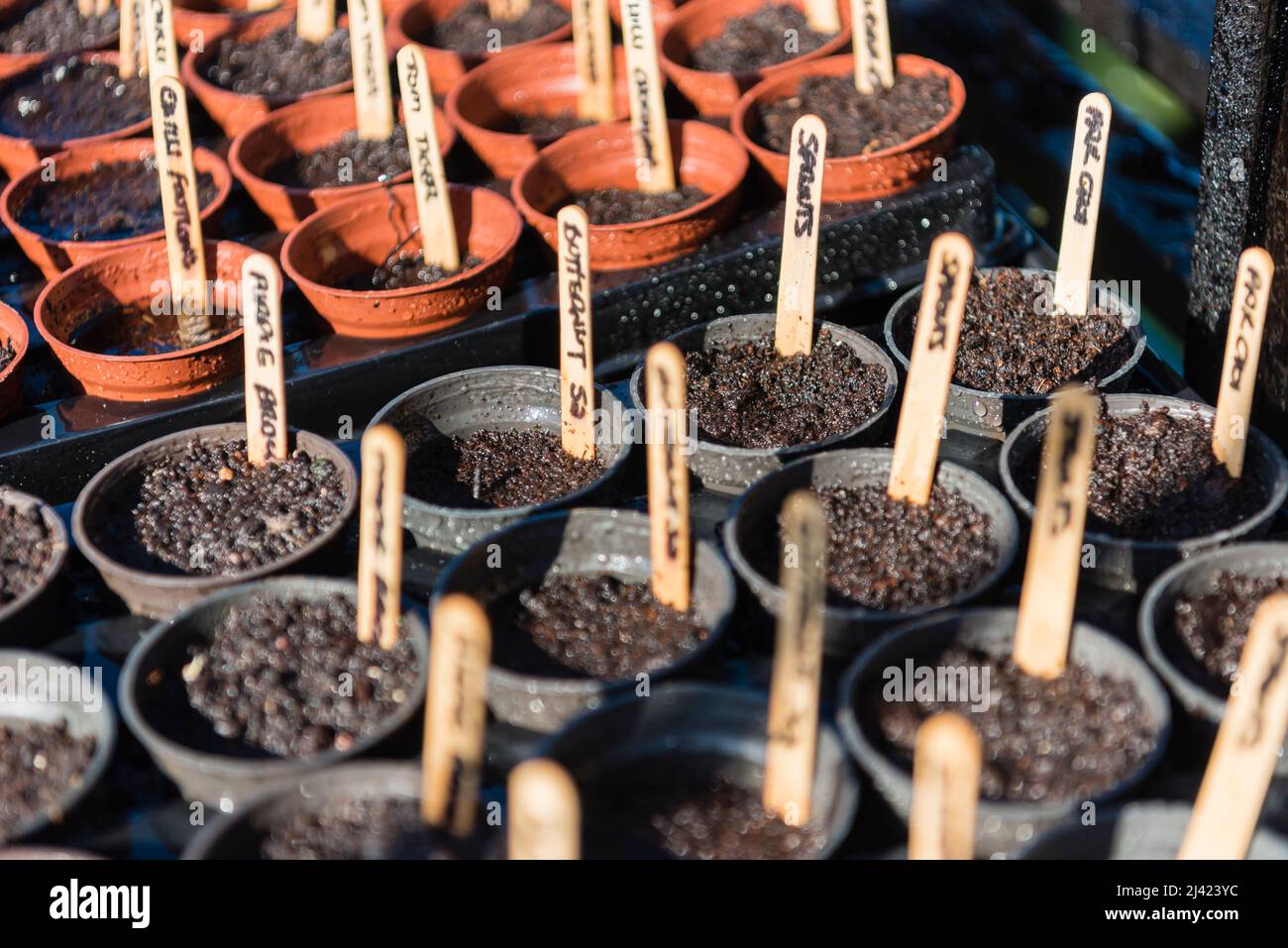 Wooden lollypop sticks are used to label vegetable seeds in a greenhouse. Stock Photo