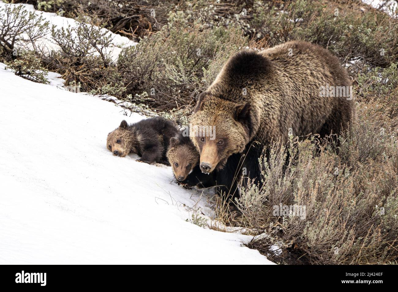 Grizzly Sow and Cubs Stock Photo